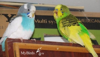 Волнистые попугайчики - фото ksyushka